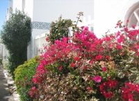 Foto Nr.:15
