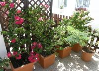 Foto Nr.:11